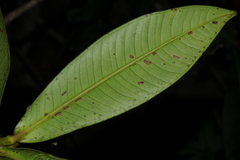 Syzygium tamilnadensis